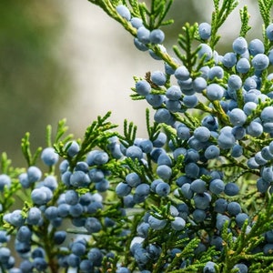 Wild Native Organic Red Cedar Juniper Young Live Plant .