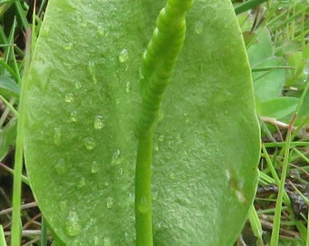 Wild Organic Rare Ophioglossum  ( Adder's Tongues   Fern ) Live Plant