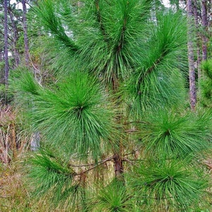 Wild Slash Pine Tree Live Young  Plant 10-15 inches