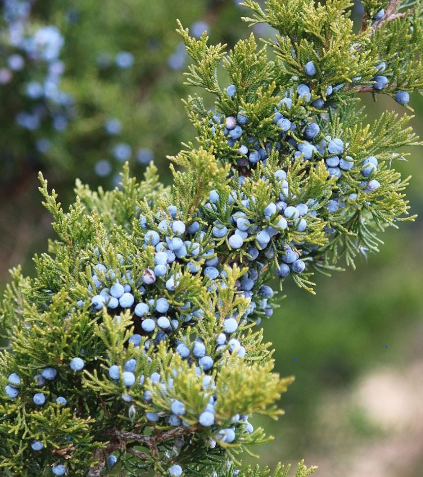 Wild Native Organic Young Juniper Plant   Plant 8 -12  inches Tall
