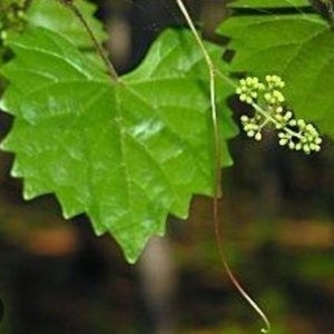 May include: A close-up of a green vine with a single leaf and a cluster of small green buds. The vine is growing on a wooden branch.