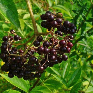 Black Cardamom Plant - Etsy
