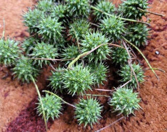 Box of 25 Wild  Organic Young Sweetgum pods