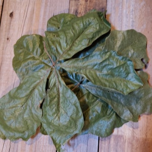 Wild Native Organic White Oak Dried Leaves