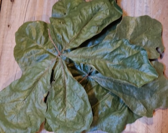 Wild Native Organic White Oak Dried Leaves