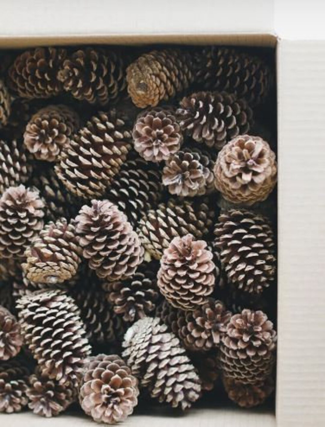 Box of 100 Natural Medium Pine Cones - 3-5 Long