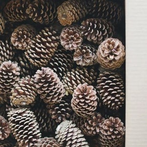 Box of 20 Natural Pine Cones - 2-5 Inches