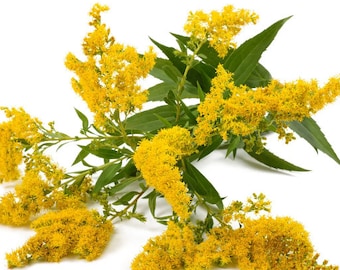 Wild Havest Organic Goldenrod  Dried Leaves and Flowers