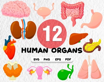 Download Human Body Svg Etsy