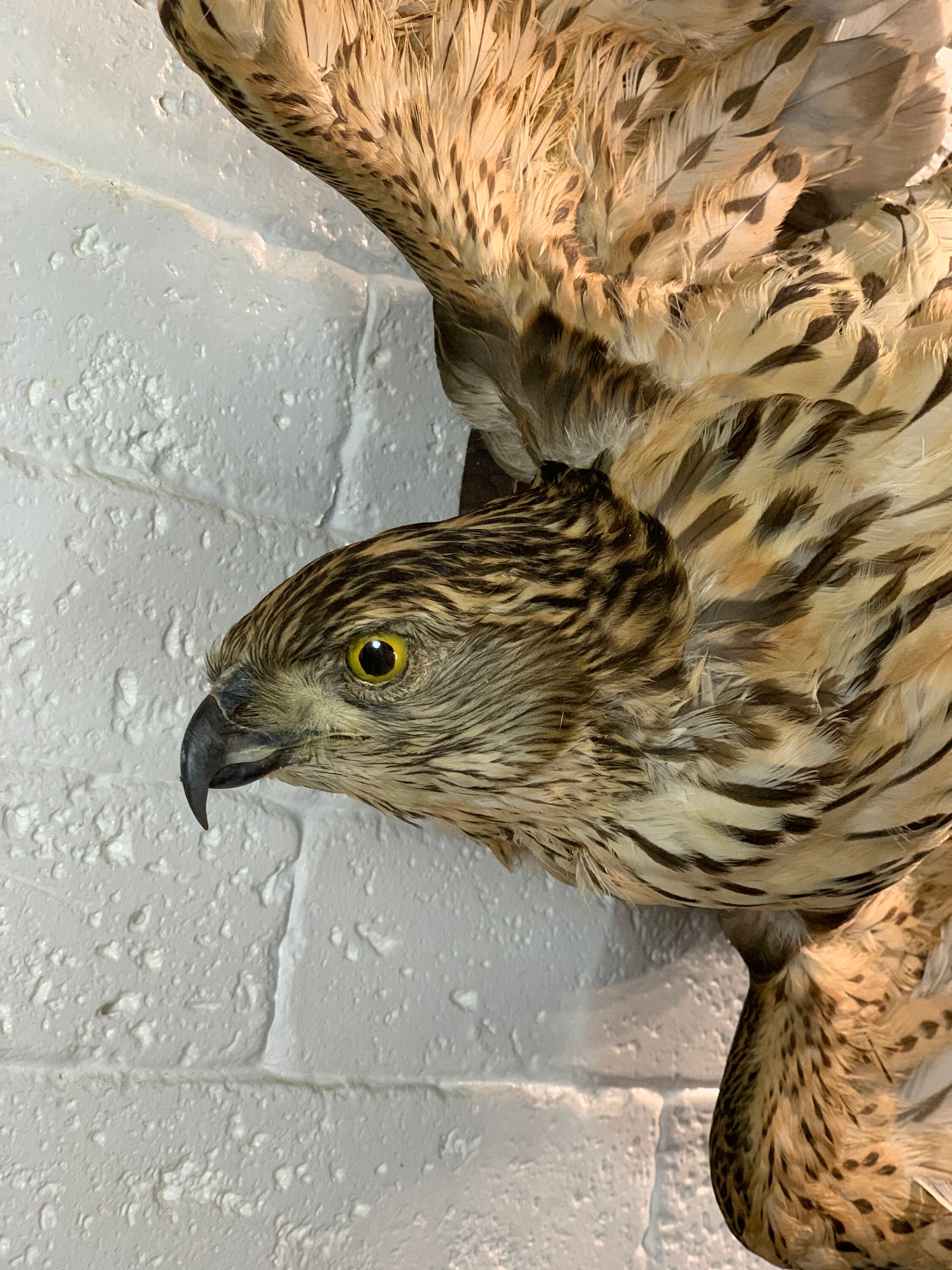 Taxidermy Hawk Real Birds Stuffed Animal Etsy