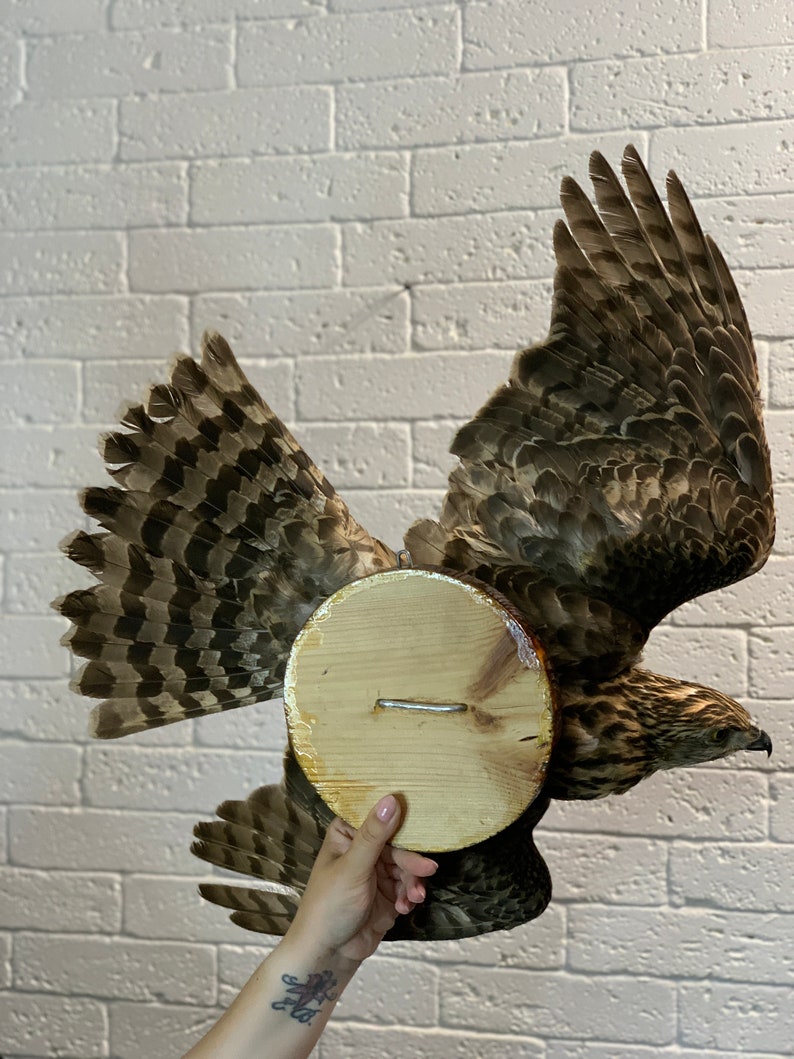 Taxidermy Hawk Real Birds Stuffed Animal Etsy