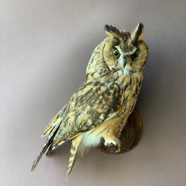 Taxidermy Owl (You'll Enjoy) Etsy