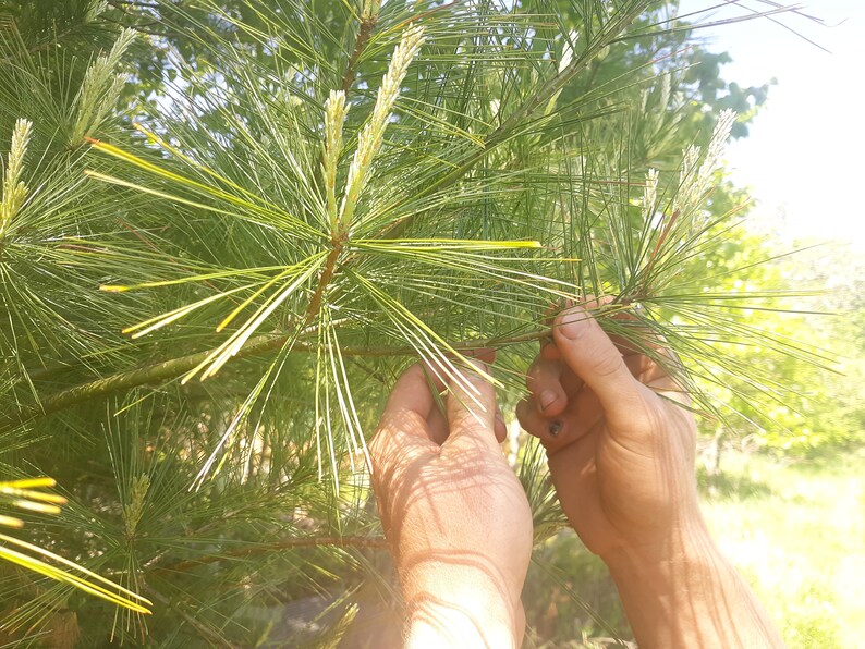 Fresh Maine White Pine Needles Wild Harvested High Quality Etsy