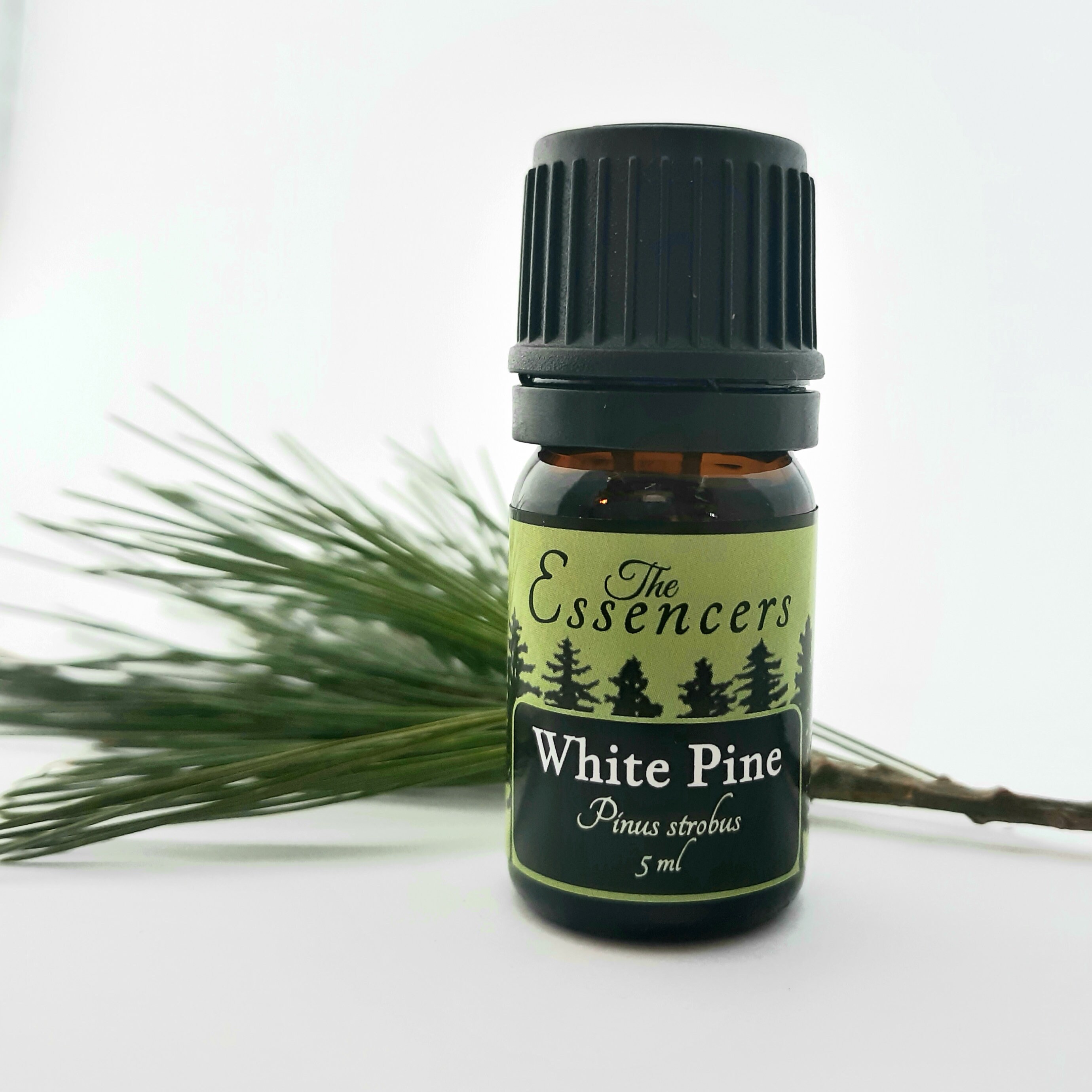 White Pine Essential Oil Artisan Distilled in Maine