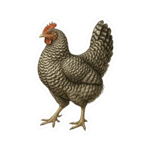 Barred Rock Chicken Scientific Illustration Bird Sticker | Cute Funny Laptop Water Bottle Car Window Bumper Sticker
