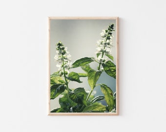 Printable Basil Flower, Flower Wall Art, Kitchen Wall Decor, Digital Download, Basil Flower Photo, Home Wall Art, Poster