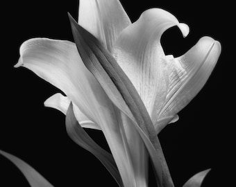 Calla Lilly with Leaves