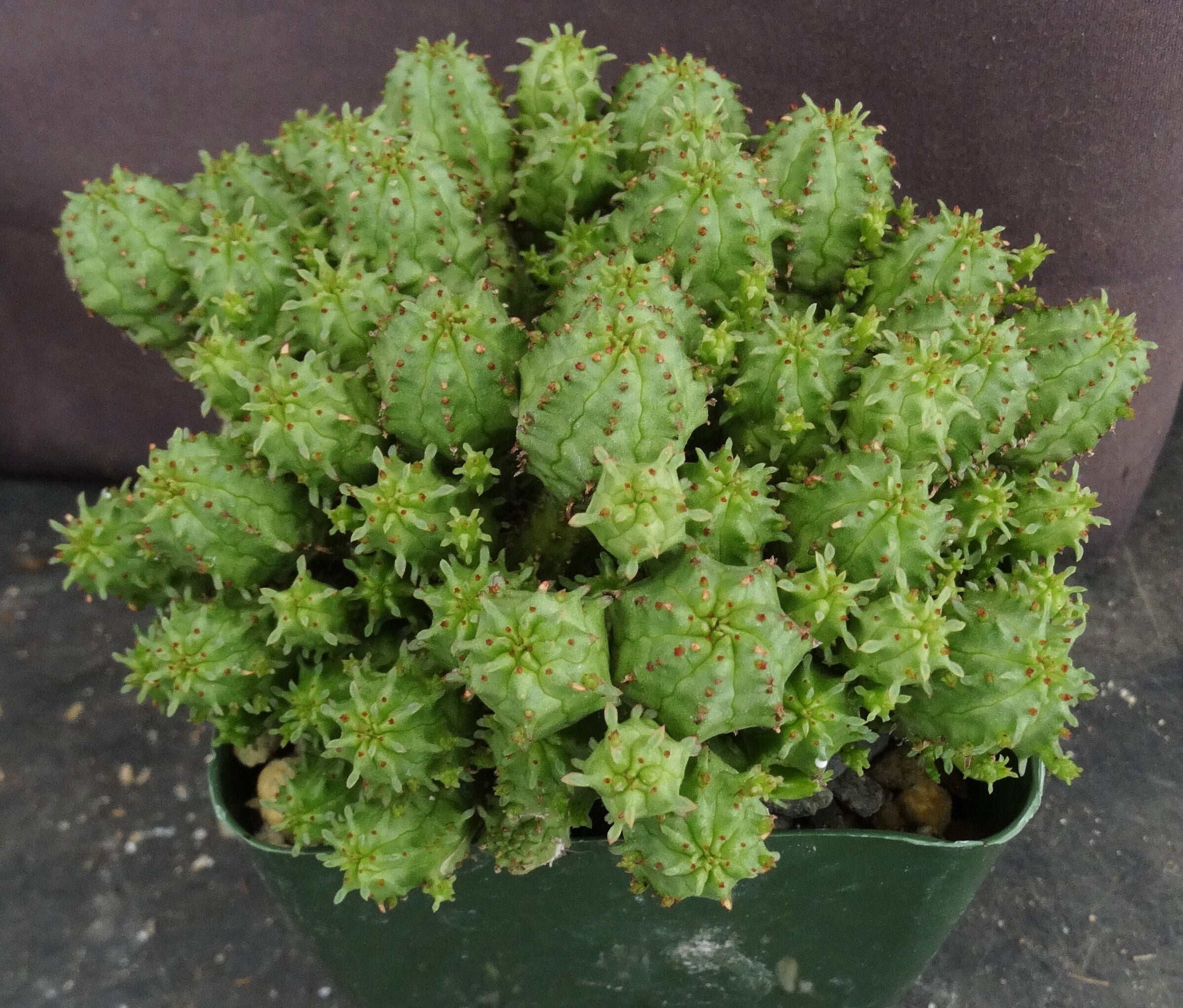 Euphorbia Monstrose - Etsy