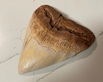 Megalodon Tooth Replica
