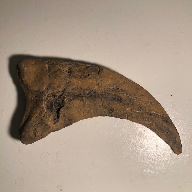 Raptor Claw - Etsy