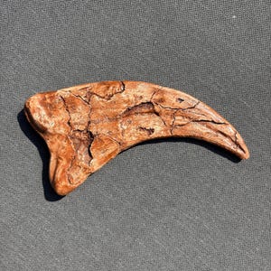 Utahraptor Claw Replica