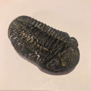 Replica Trilobite Fossil (+optional magnet backing)