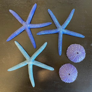 Resin Sea Star Models