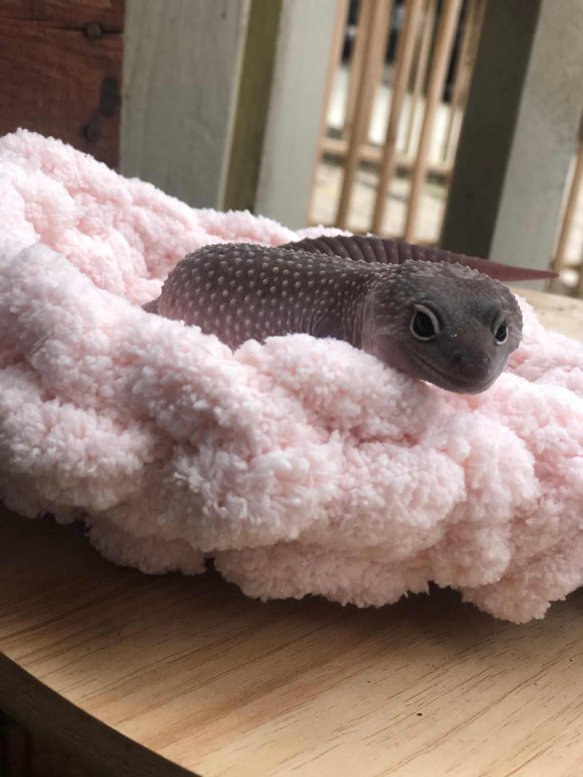 Hand Made Leopard Gecko small pet patio/enclosure Bed Etsy