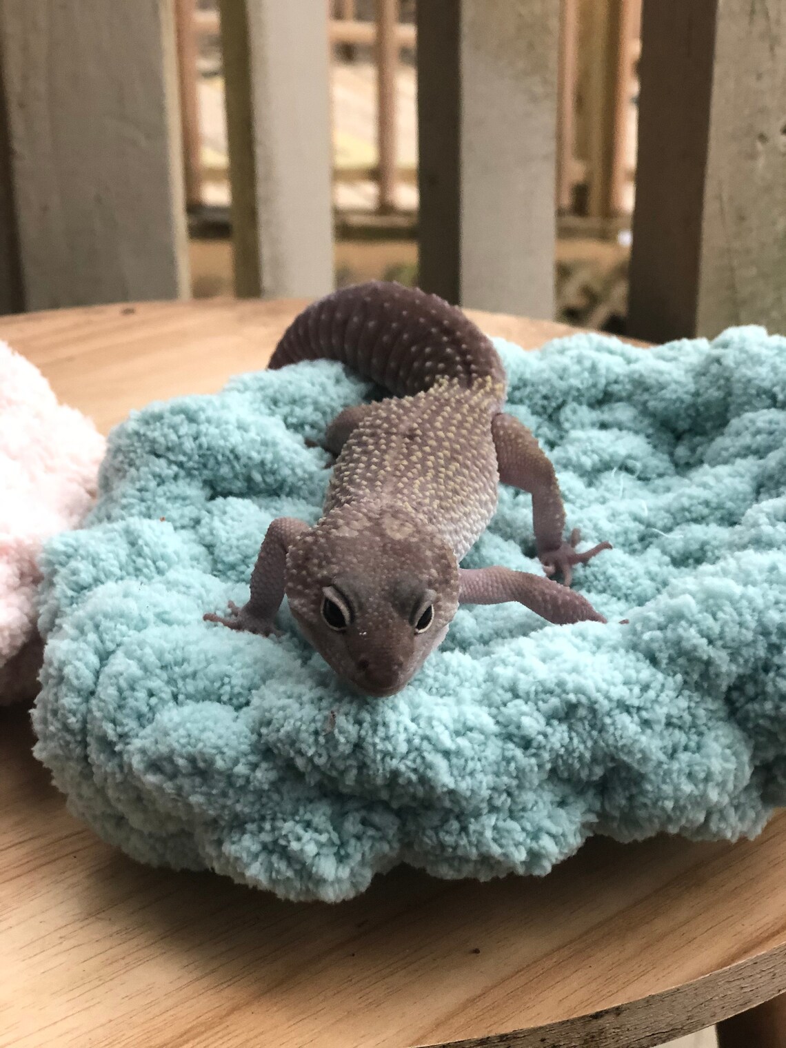 Hand Made Leopard Gecko small pet patio/enclosure Bed Etsy