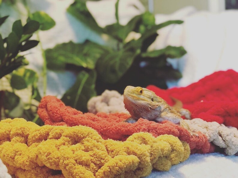 Bearded Dragon Patio Blanket BEARDIE BLANKET Etsy