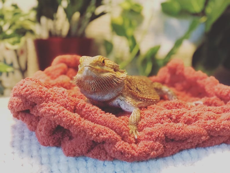 Bearded Dragon Patio Blanket BEARDIE BLANKET Etsy