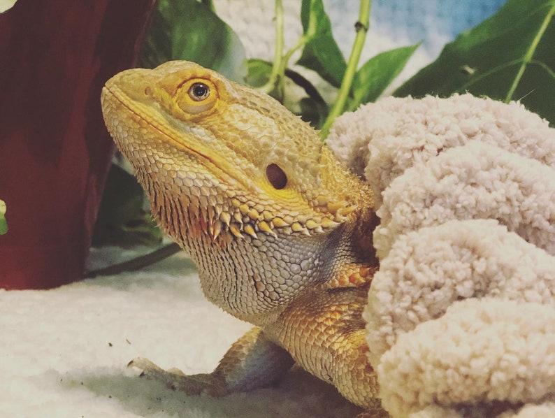 Bearded Dragon Patio Blanket BEARDIE BLANKET Etsy