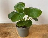 Mini Pilea Peperomoides, Chinese money plant, Pancake plant, UFO plant, 6cm pot
