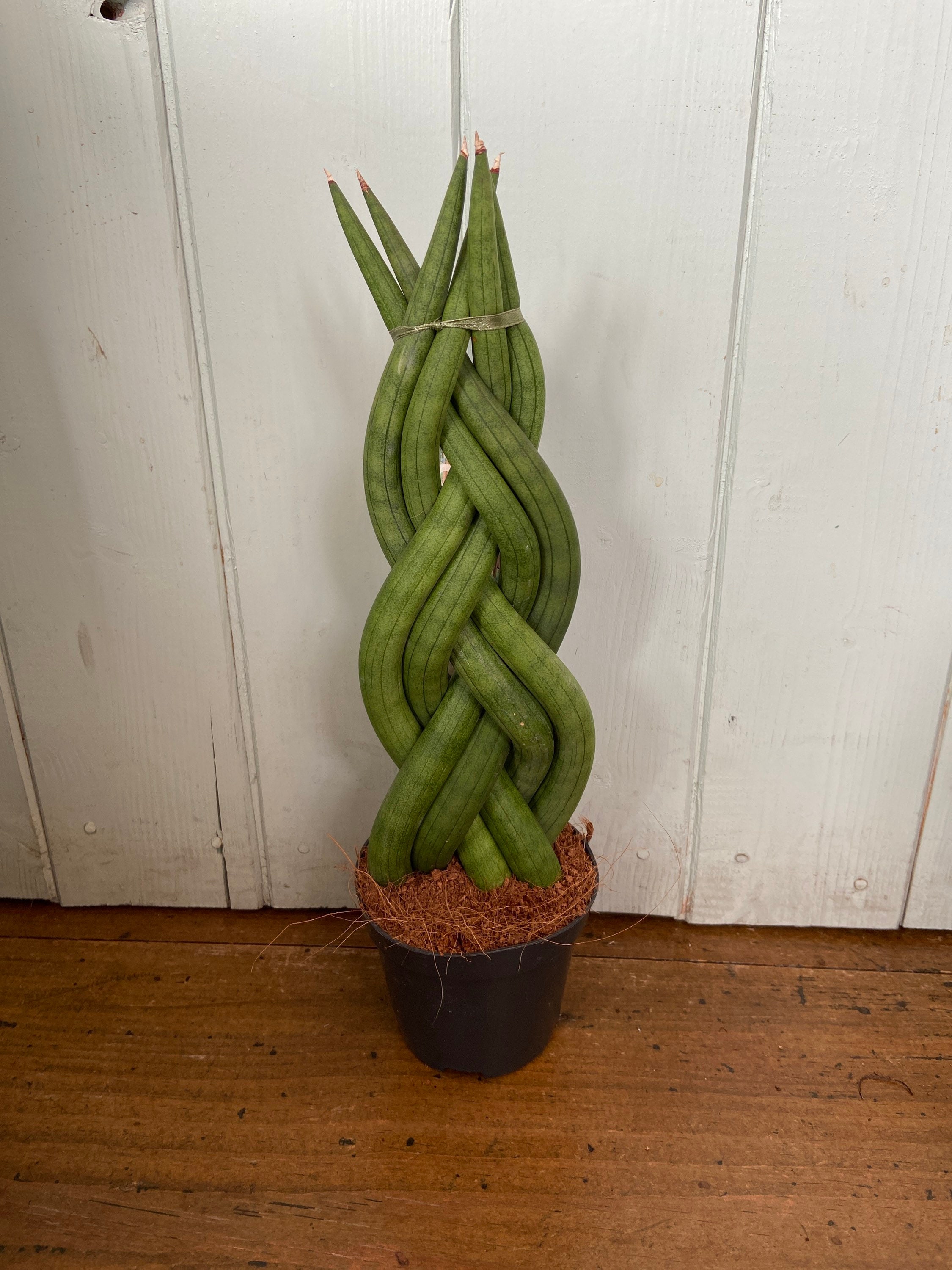 Sansevieria Cylindrica twist Snake Plant Indoor Plant Etsy