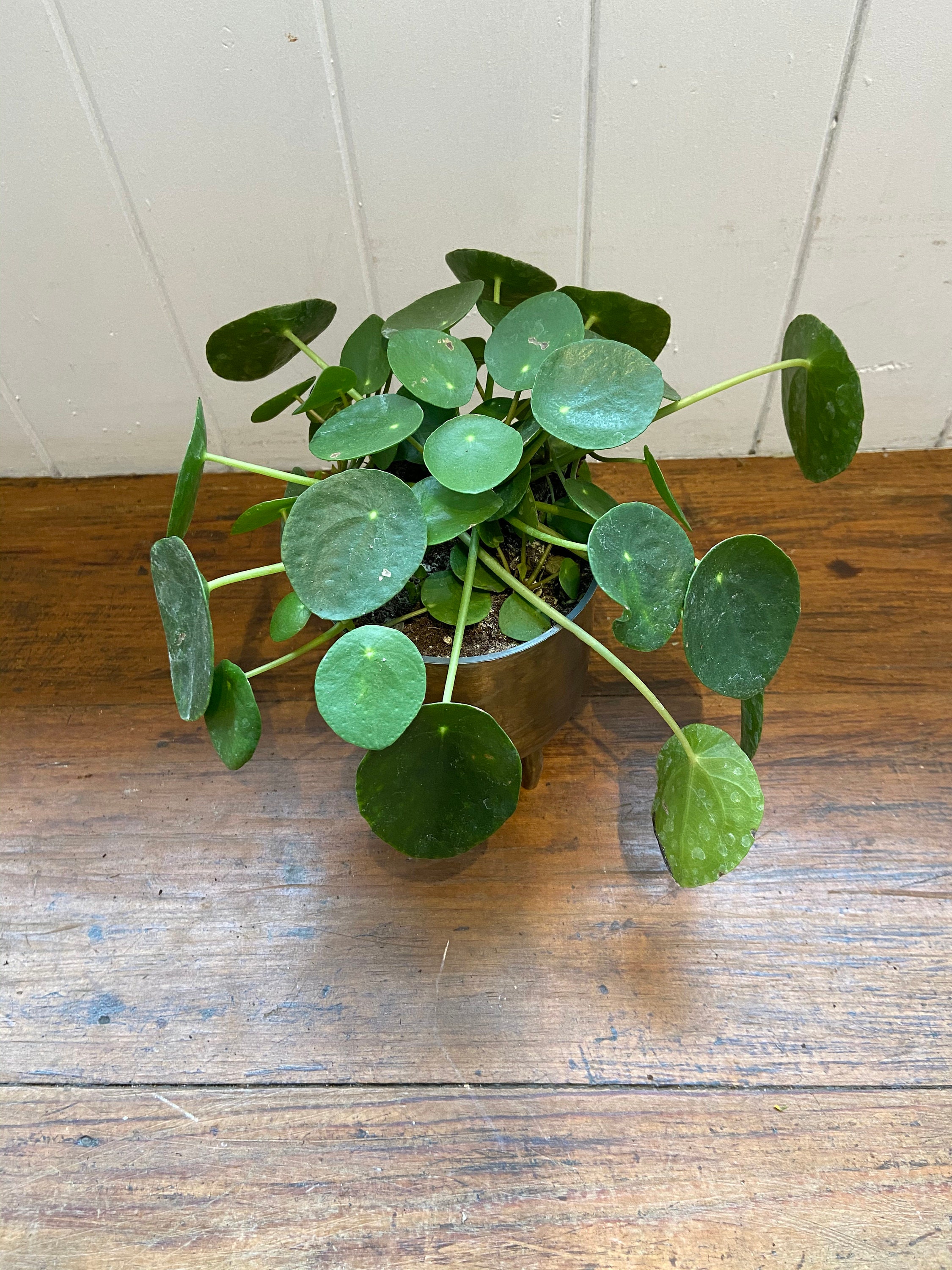 Pilea Peperomoides Chinese money plant Pancake plant UFO