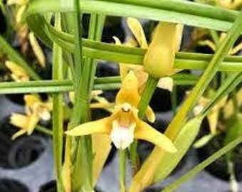 Maxillaria Tenuifolia Yamada (Yellow Coconut Orchid)