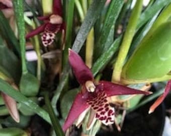 Maxillaria tenuifolia (Coconut Orchid) SMELLS LIKE SUMMER! Healthy Plants..