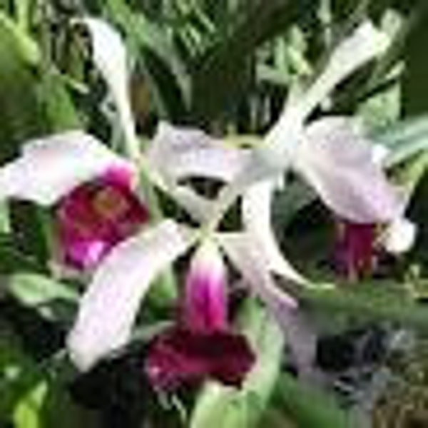 Cattleya Orchid L.  purpurata var atropurpurea x vinicolor