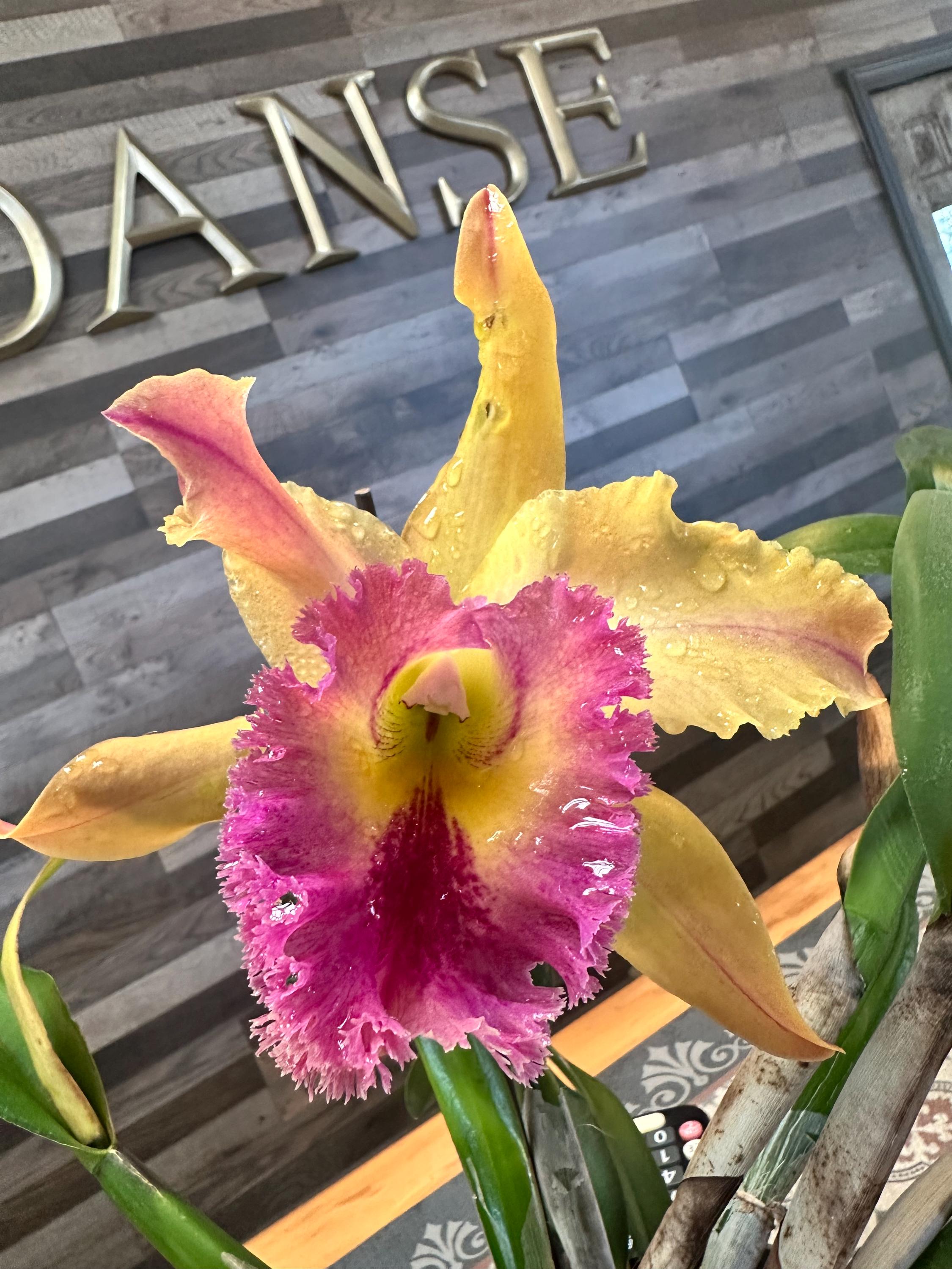 Rlc. Chia Lin 'new City' X R. Digbyana - Etsy