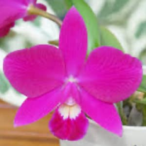 May include: A vibrant pink orchid flower with a white and pink center. The flower is in focus and the background is blurred.
