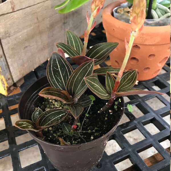 Black Jewel Orchid (Ludisia discolor)