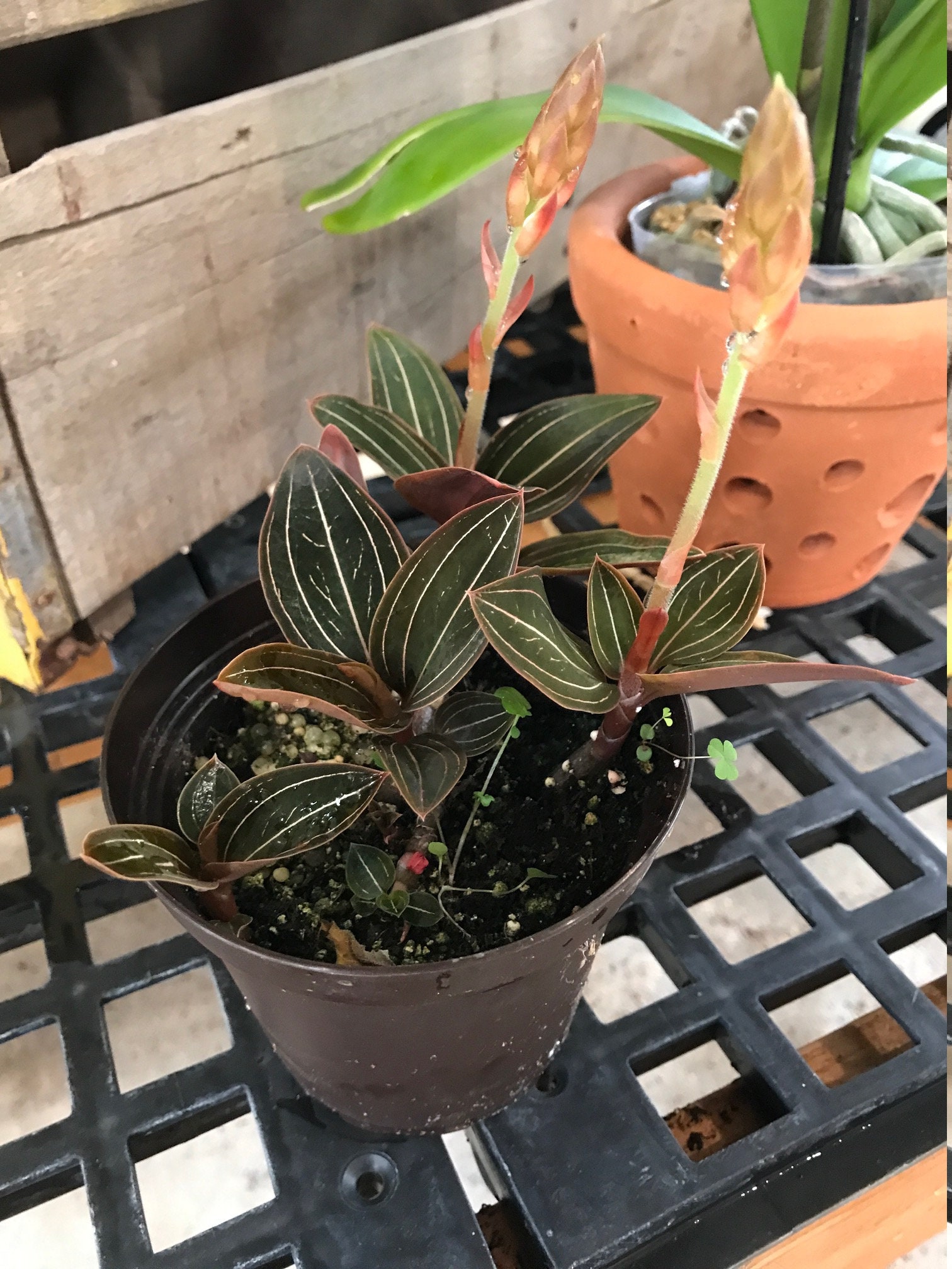 Black Jewel Orchid Ludisia discolor Etsy Nederland