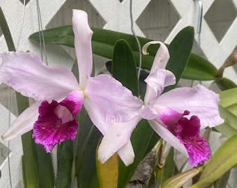 Cattleya Orchid L.  purpurata uba tuba x rubra 4N