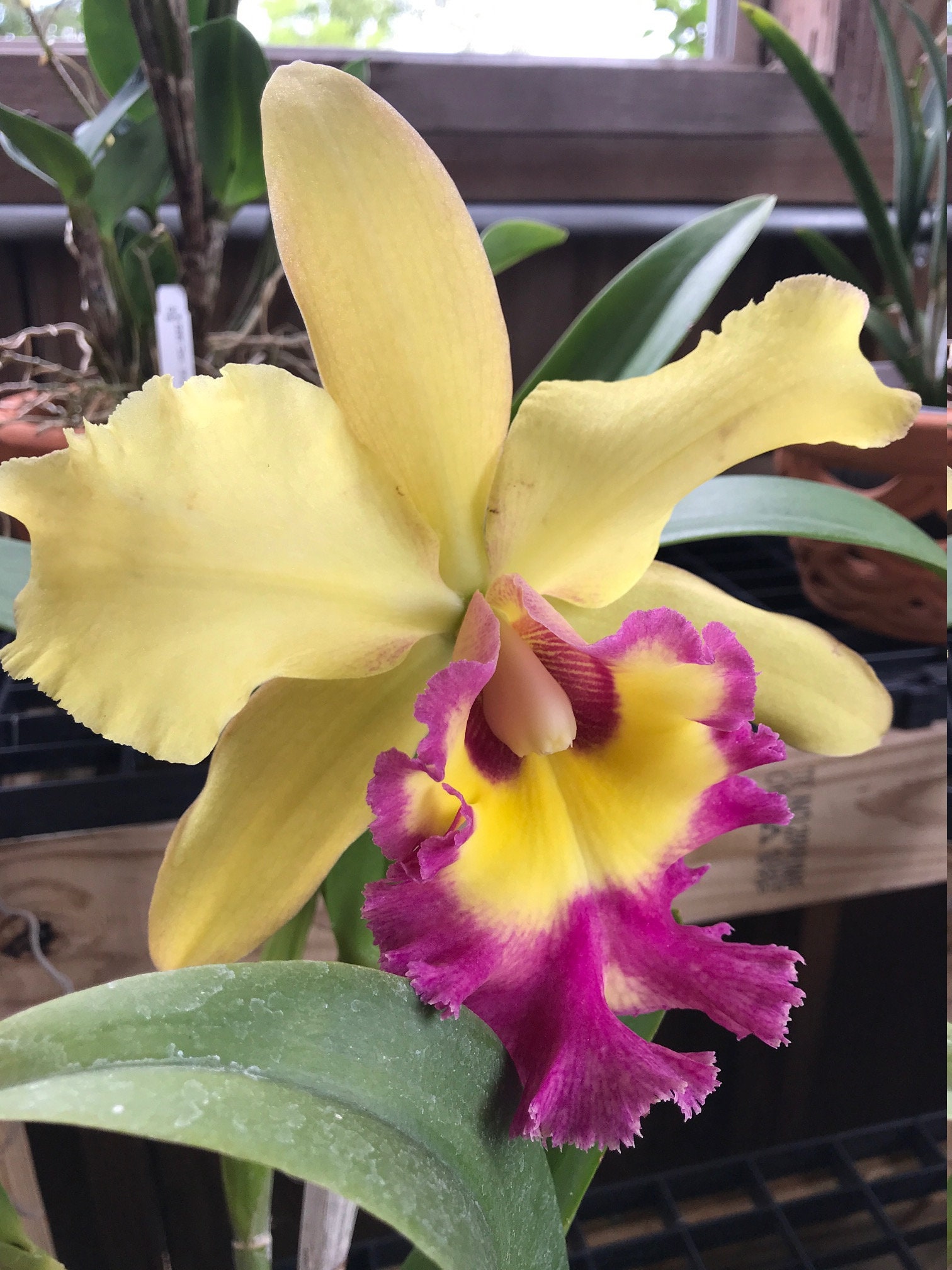Cattleya Orchid BLC Young Kong sun16 LARGE Etsy