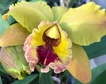 Blc.(Edisto x American Heritage) 'Hawaii'