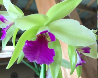 Cattleya Orchid (Eplc. Mae Bly 'Emy')