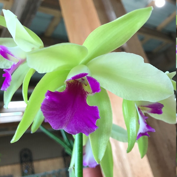 Cattleya Orchid (Eplc. Mae Bly 'Emy')