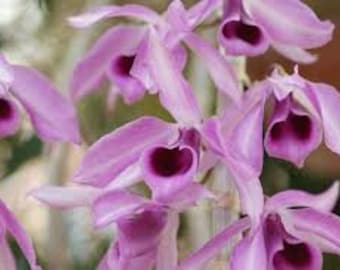 Dendrobium anosmum 'Little Sweet Scent' Decidious Orchid/ 4 inch pot.  Very Fragrant!