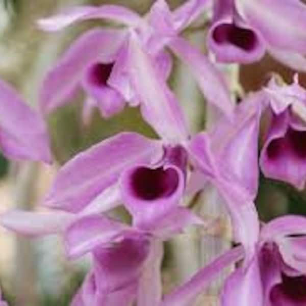 Dendrobium anosmum 'Little Sweet Scent' Decidious Orchid/ 4 inch pot.  Very Fragrant!