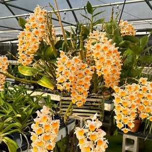 Dendrobium Thyrslflorum